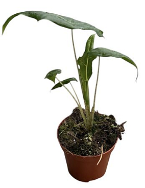 Alocasia Portei Zebra