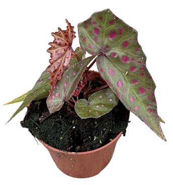 Begonia Amphioxus X Malachosticta