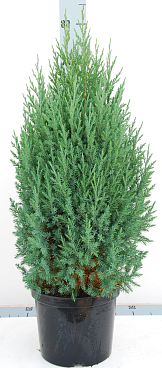 Можжевельник китайский Стрикта