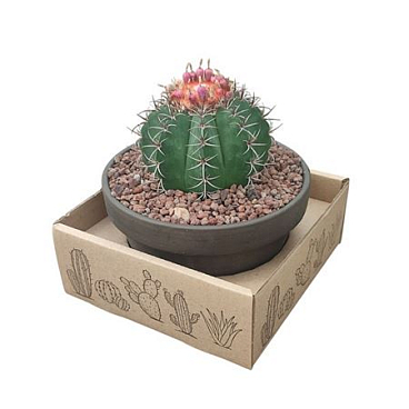Melocactus Matanzanus Terracotta