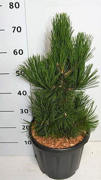 Сосна гельдрейха Литтл Дракула