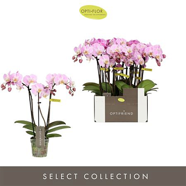 Phal 3st Fenna