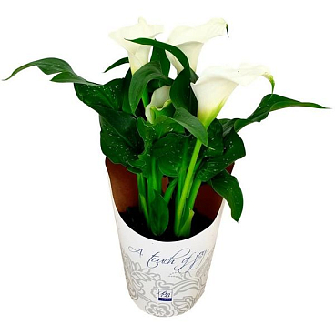 Калла белая