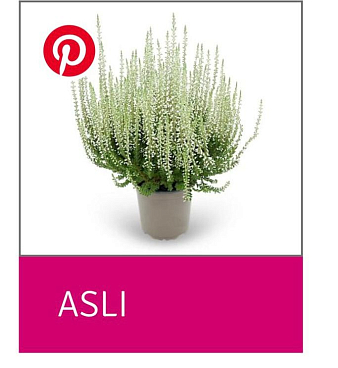 Каллуна обыкновенная Асли