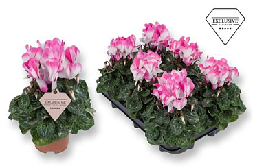 Cyclamen Fusion (exclusive)