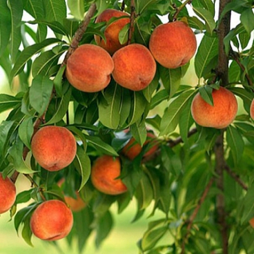 Персик Тотем Садовода колоновидной в тубе