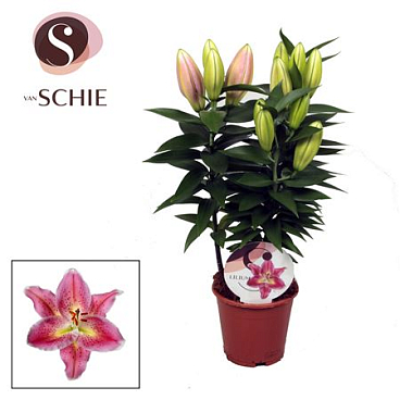 Lilium Or Reeleeze 3pp