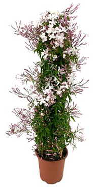 Jasminum Polyanthum