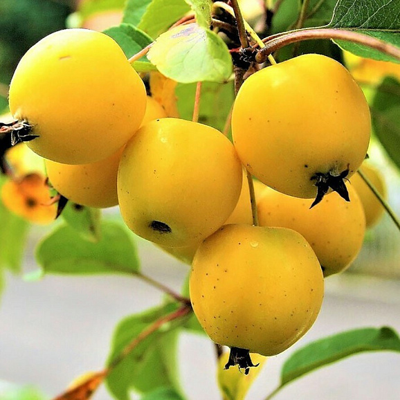 Яблоня домашняя Китайка Золотая в тубе