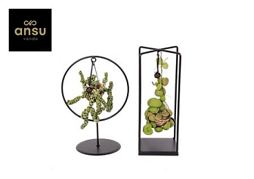 Dischidia Shelly Cube/ring Mix (medium) Eurodoos