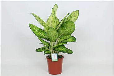 Dieffenbachia White Amazon