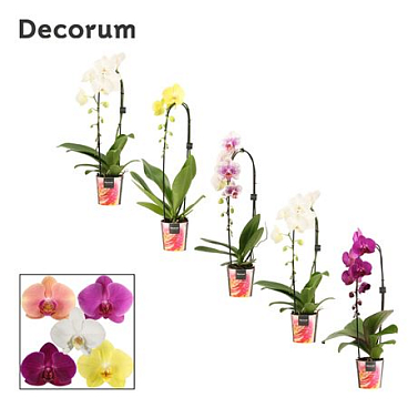 Phal Cascade 1st Mix 6+ Decorum (duijn Hove)