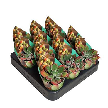 Echeveria Pulvinata Potcover