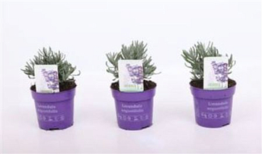 Lavandula An Ardeche Blue