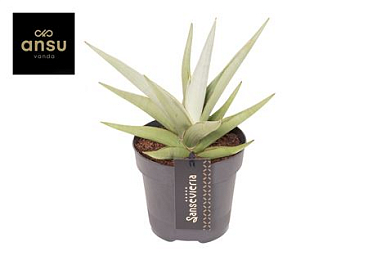 Sansevieria Comet Pastel Grey
