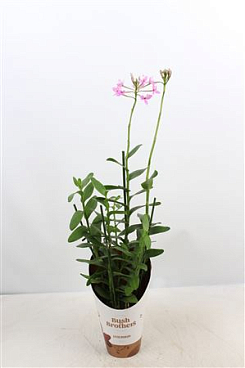 Epidendrum 2st Pink