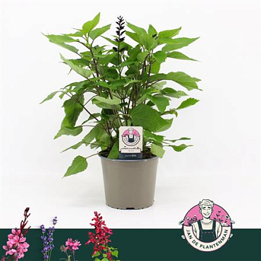 Salvia Guarantica Lilac & Black