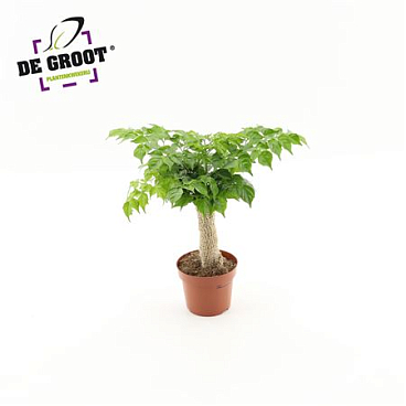 Radermachera Sinica Jute Stam