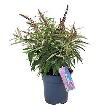 Buddleja Candy Little Purple
