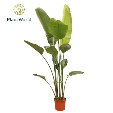 Strelitzia Nicolai 6 Pp