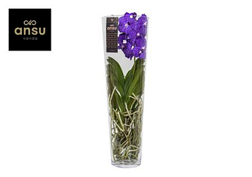 Vanda Lisanne 70 Blue