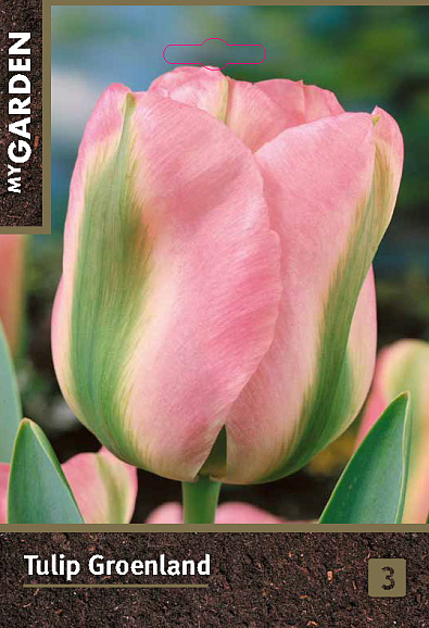 Тюльпан зеленоцветный Гроенланд