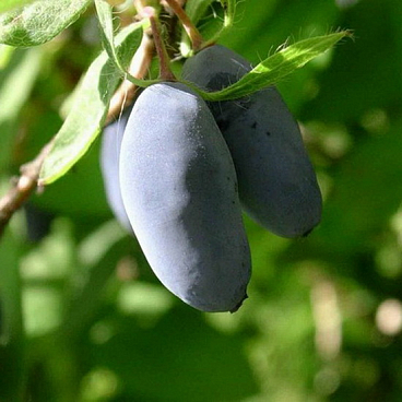 Жимолость камчатская Славянка