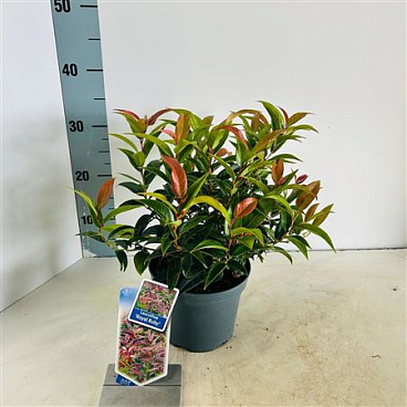Leucothoe Keiskei Royal Ruby