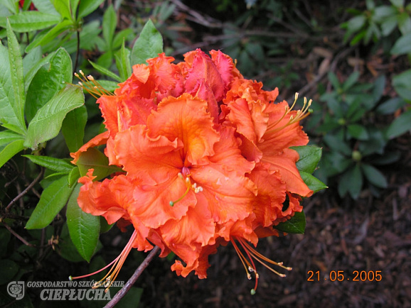 Азалия нэп-хилл Гибралтар