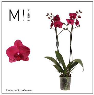 Phalaenopsis Montreux 2 Spike