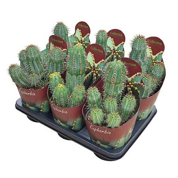 Euphorbia Fruticosa Potcover