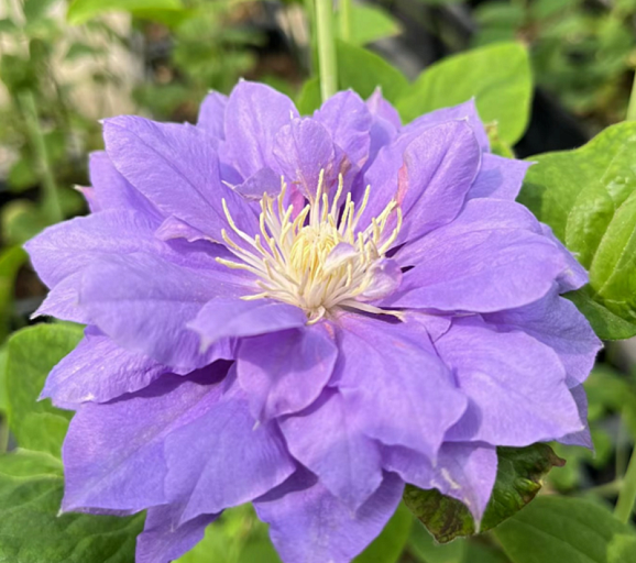 Клематис гибридный Энку