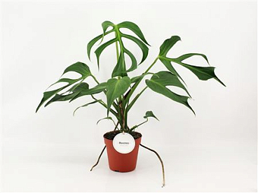 Monstera Burle Marx Flame