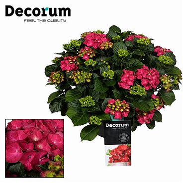 Hydrangea Ma Red 20+ (decorum)