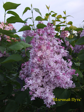 Сирень обыкновенная Млечный Путь
