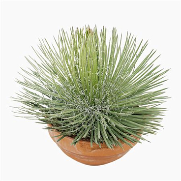 Agave Geminiflora