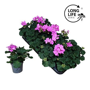 Pelargonium Zon Purple (longlife)