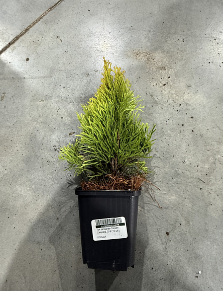 Туя западная Голден Смарагд