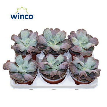 Echeveria Paul Bunyan