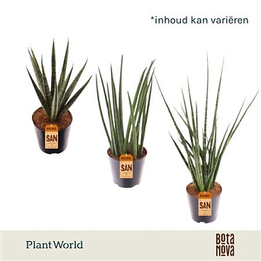 Sansevieria Luxe Mix