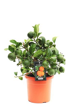 Citrus Red Lime On Stem