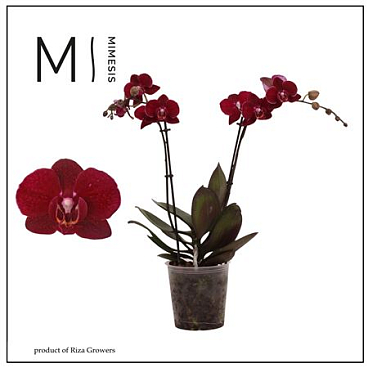 Phal 2st Cartagena 22+ (orchid Growers)