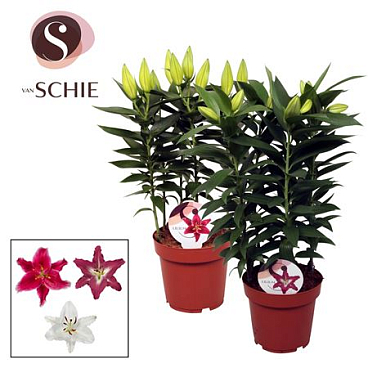 Lilium Or Garden Mix 5pp