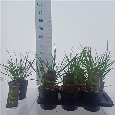 Panicum Virgatum Squaw