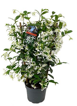Trachelospernum Jasminoides On Reck