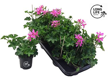Pelargonium Pelt Lila (longlife)