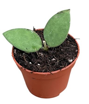 Hoya Nummularioides