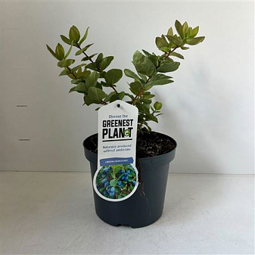 Lonicera Cearulea Duet