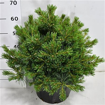 Pinus Strobus Bergman Mini