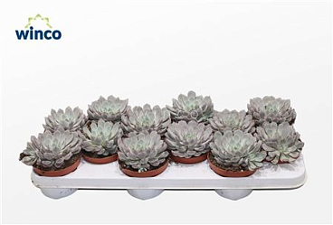Echeveria Rosea